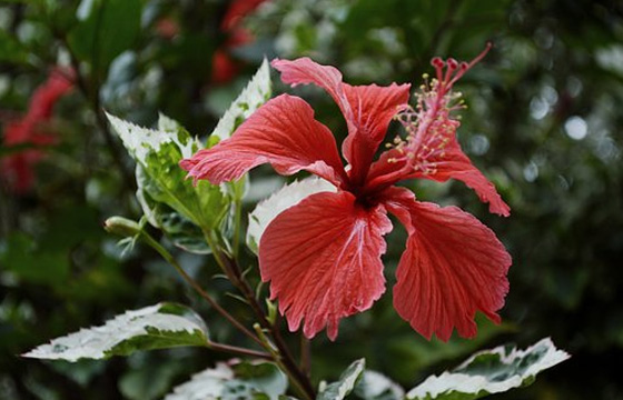 10個(gè)PR剪輯技巧，提高你的剪輯效率